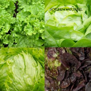Bio-Salat-Mix