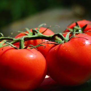 Bio-Tomate Strauch
