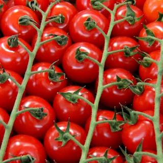 Bio-Tomate Cherrystrauch