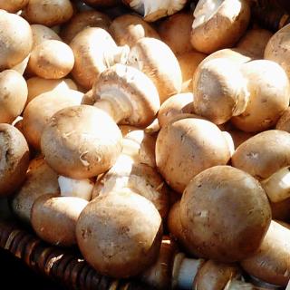 Bio-Steinchampignons