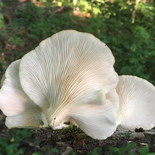 Bio-Austernpilze
