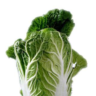 Bio-Chinakohl