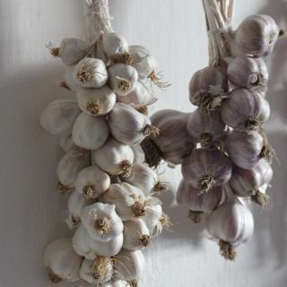Bio-Knoblauch